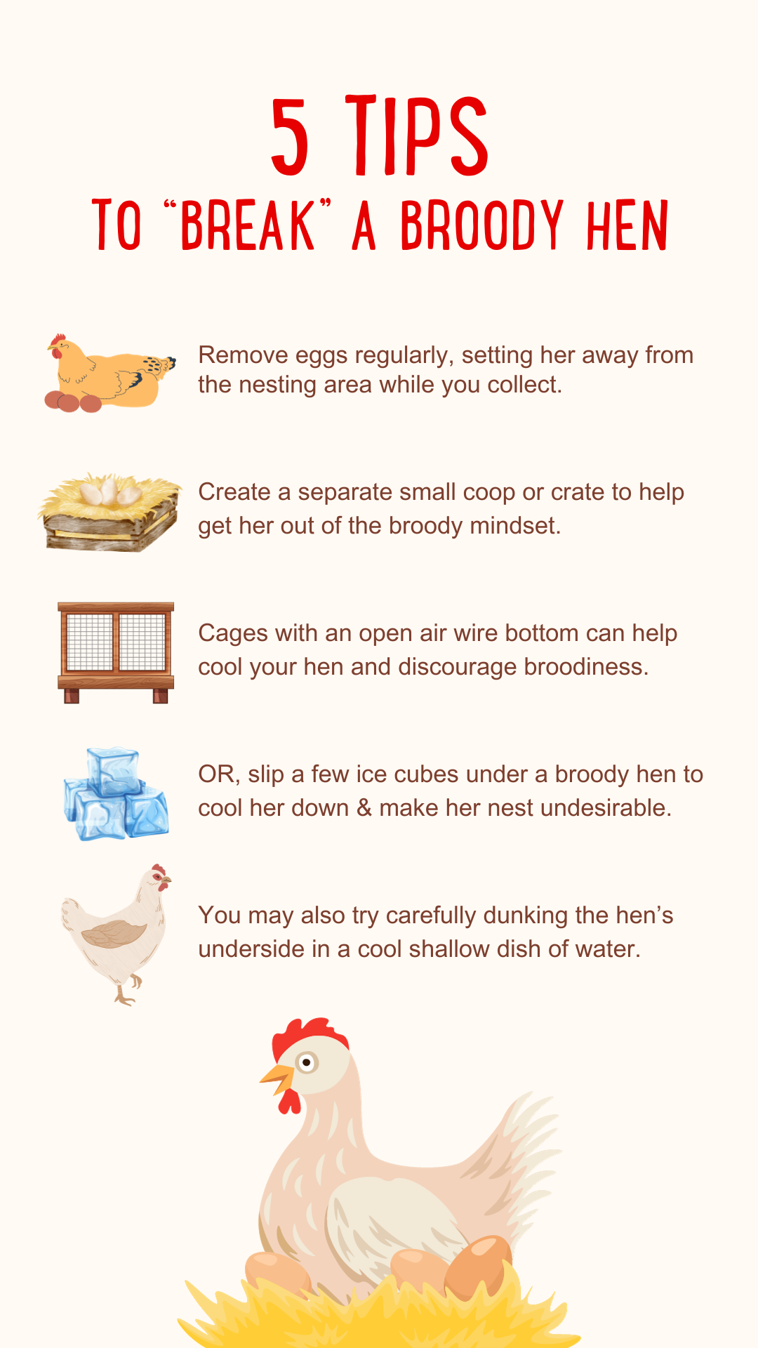 5 tips to break a broody hen