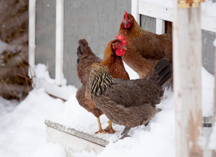 chickens in snow how to prevent frostbite blog