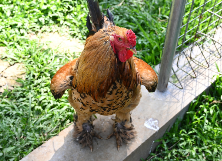 breed profile giant brahma chickens