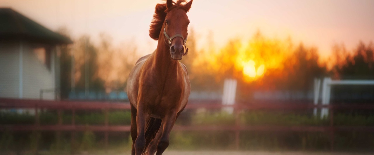 Image of Horse in Sunset