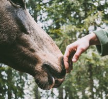 Polaroid Image of Hand Petting Horse