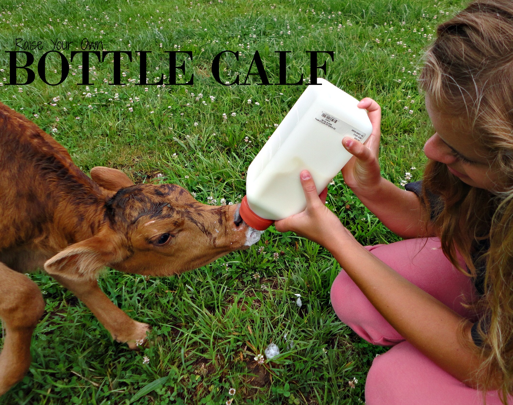 Bottle Calves: 5 Survival Tips | Manna Pro