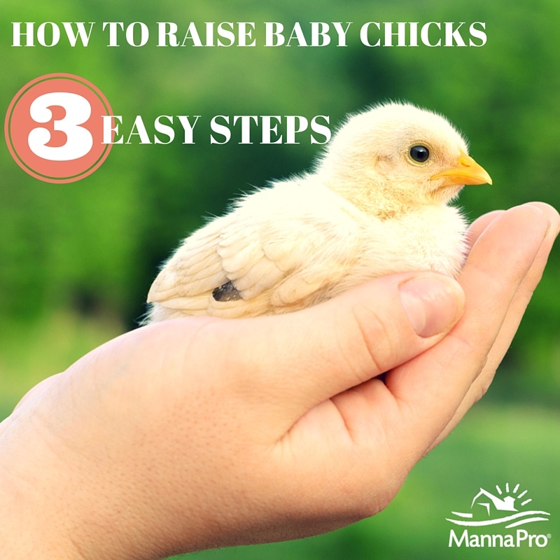 Raising Chickens: Baby Chicks in 3 Easy Steps