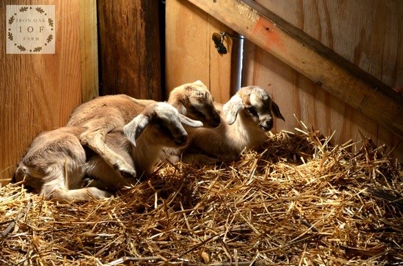 Birthing Goat Kids | Manna Pro