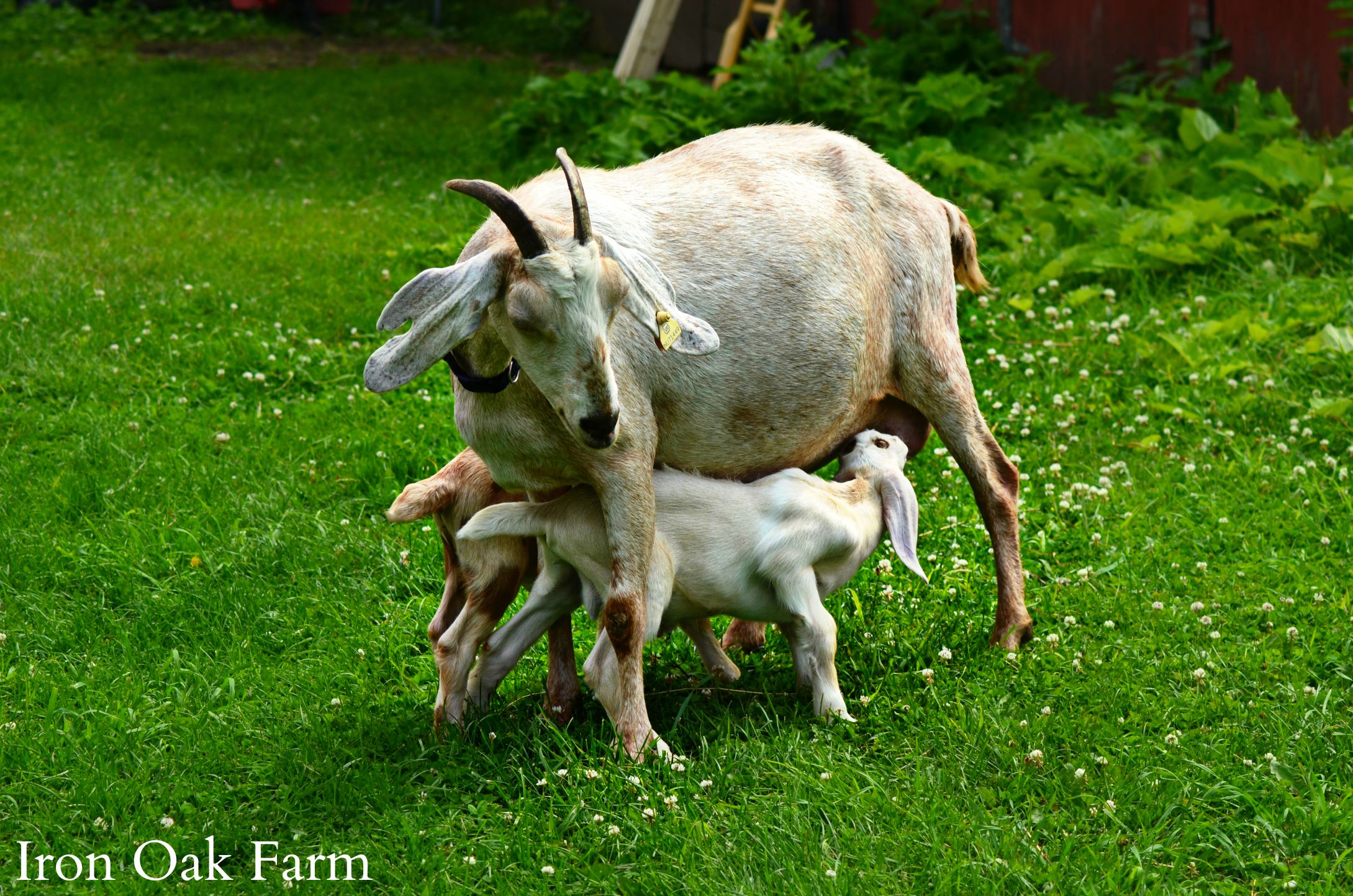 Raising Dairy Goats: A Guide to Breeds