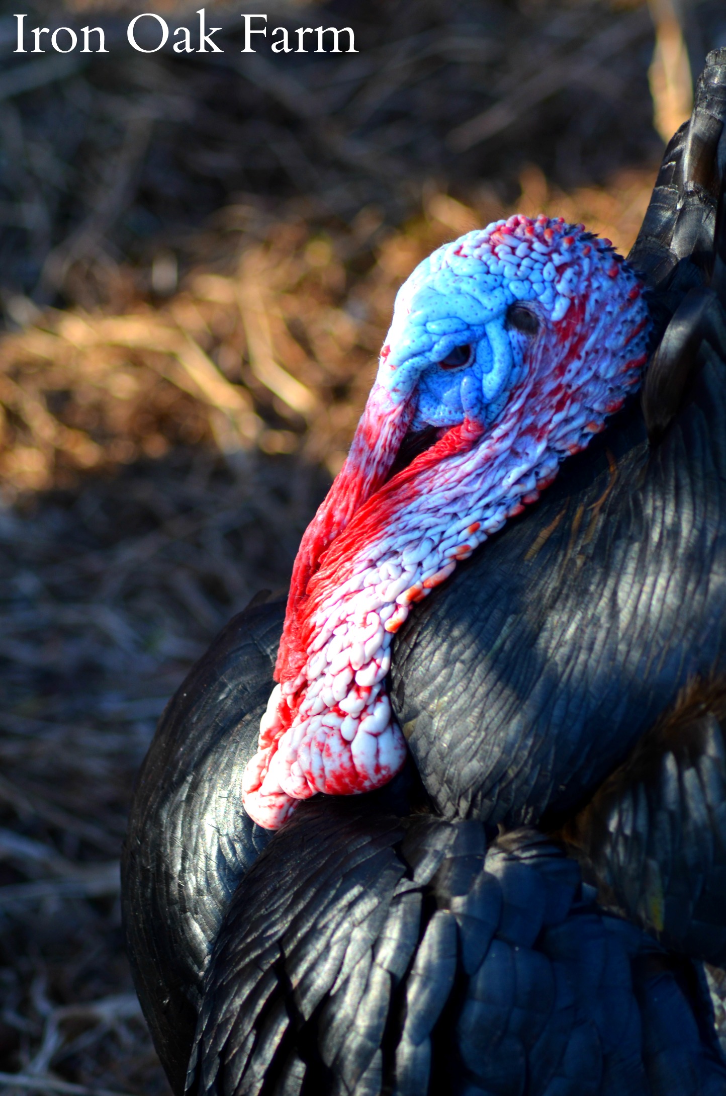 Pros, Cons and Facts about Raising Turkeys