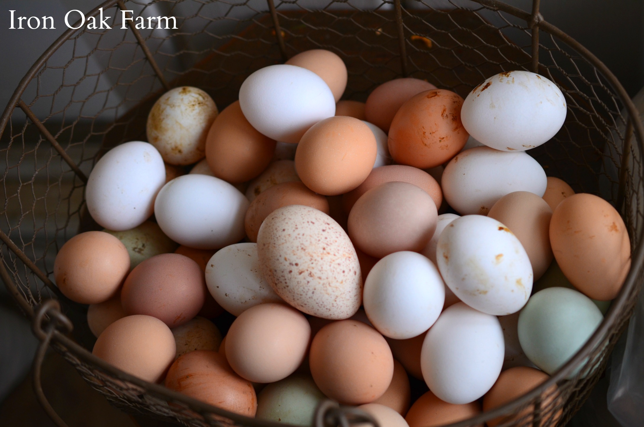 Harris Farms Egg Skelter