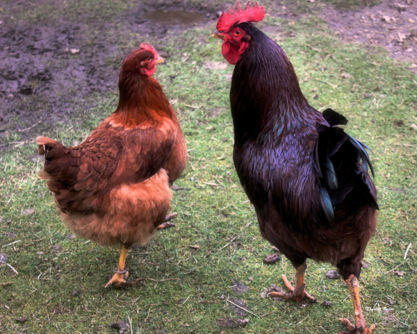 Chicken Breed Spotlight: Rhode Island Reds