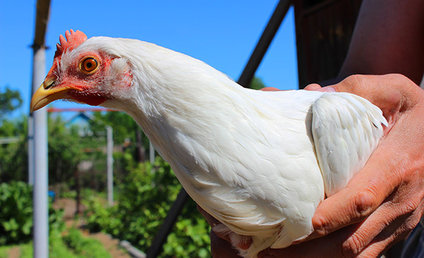A Look Inside Our Colorful Egg Basket  Chicken Breeds & the Eggs They Lay  – SUNSHINE FARM