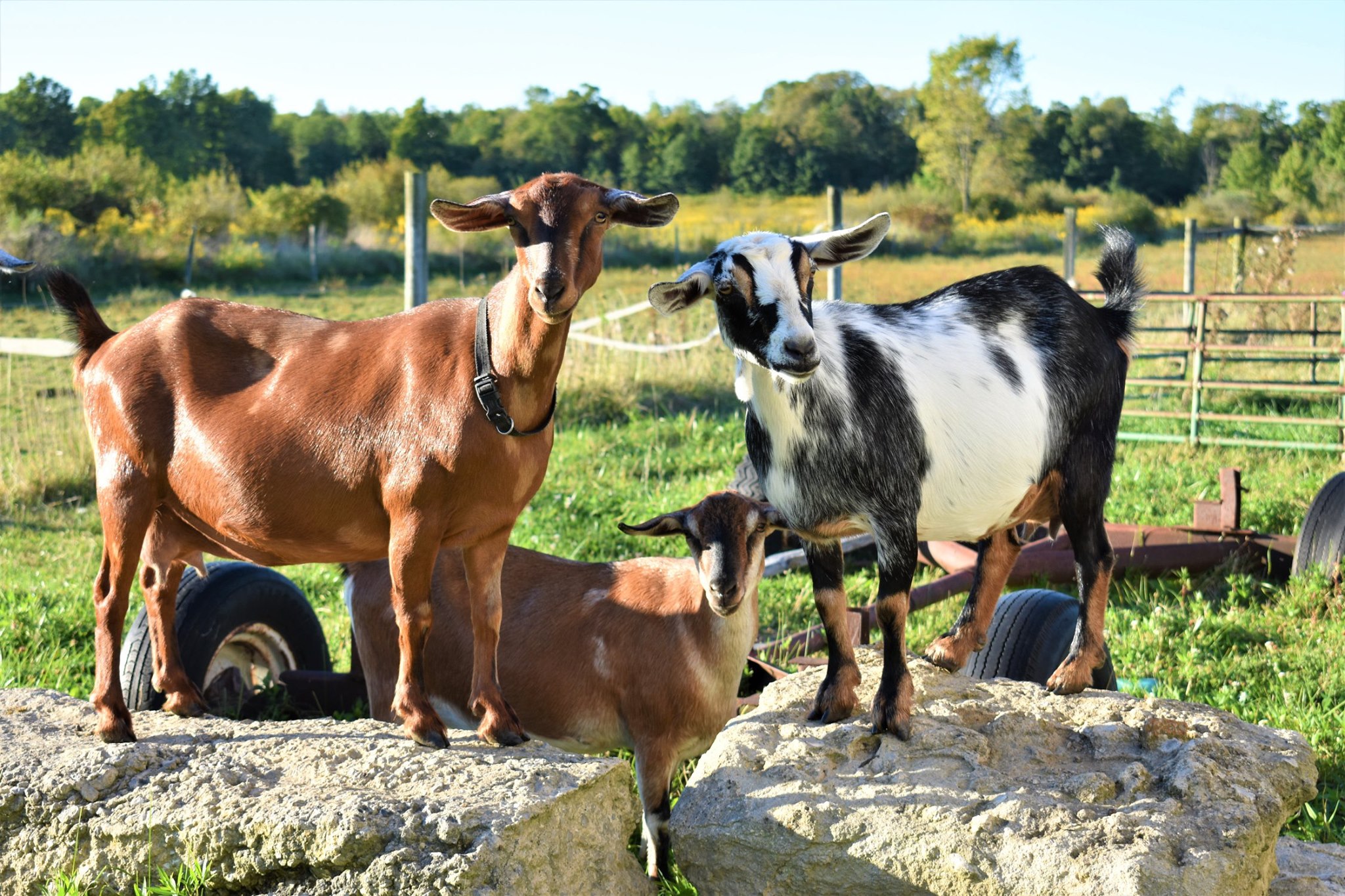 Goat Minerals Improve the Health of the Herd