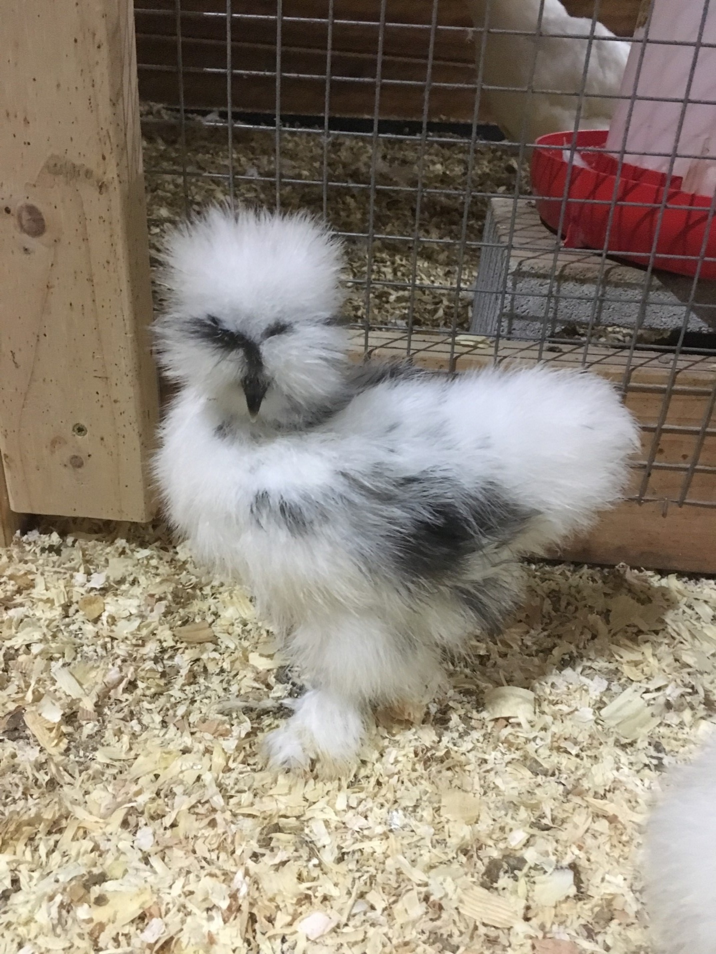 White Silkie Bantam Rooster
