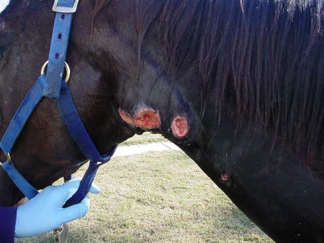 Top 5 Most Deadly Horse Diseases