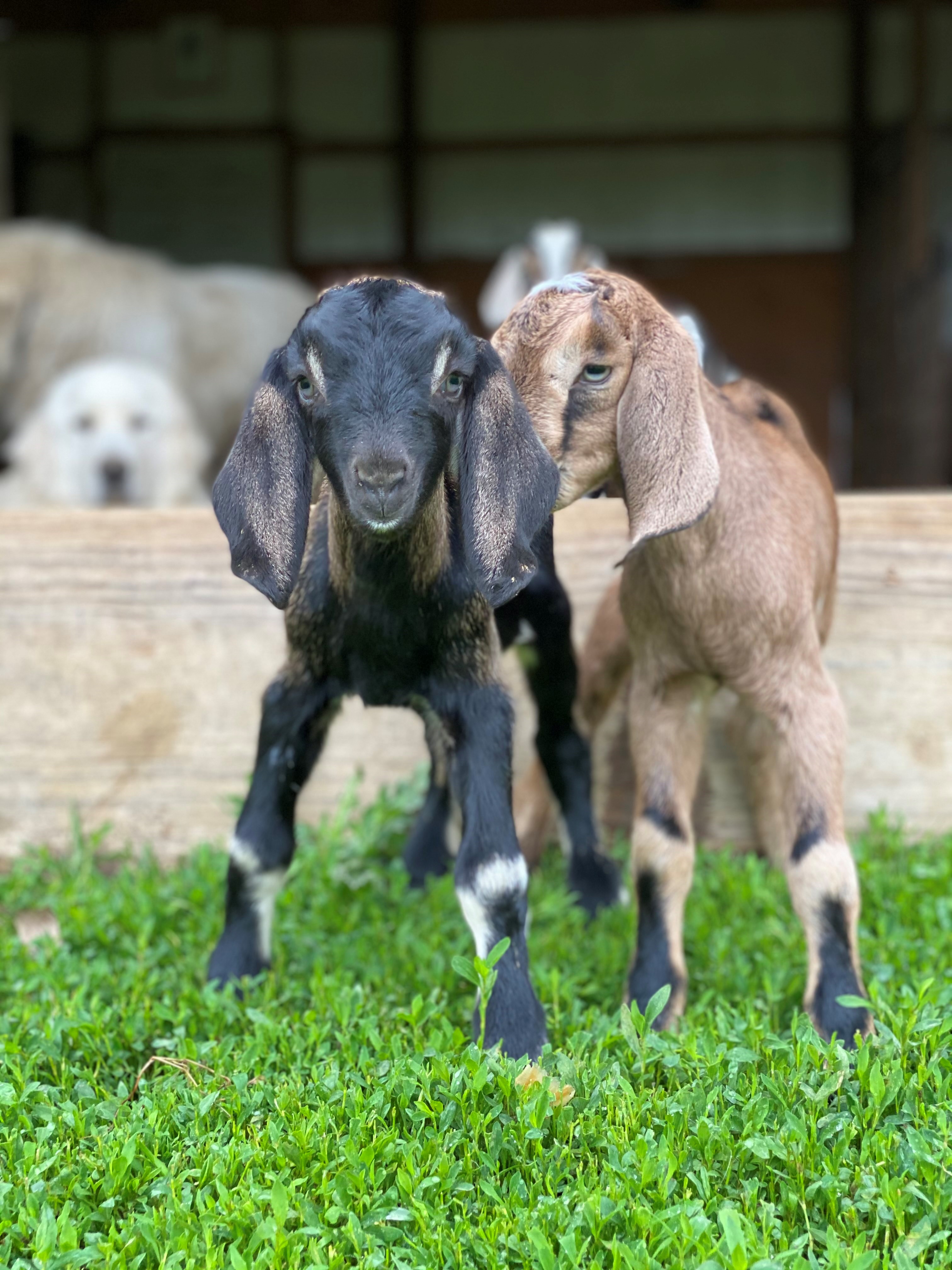 Title Introduction to raising goats | Manna Pro