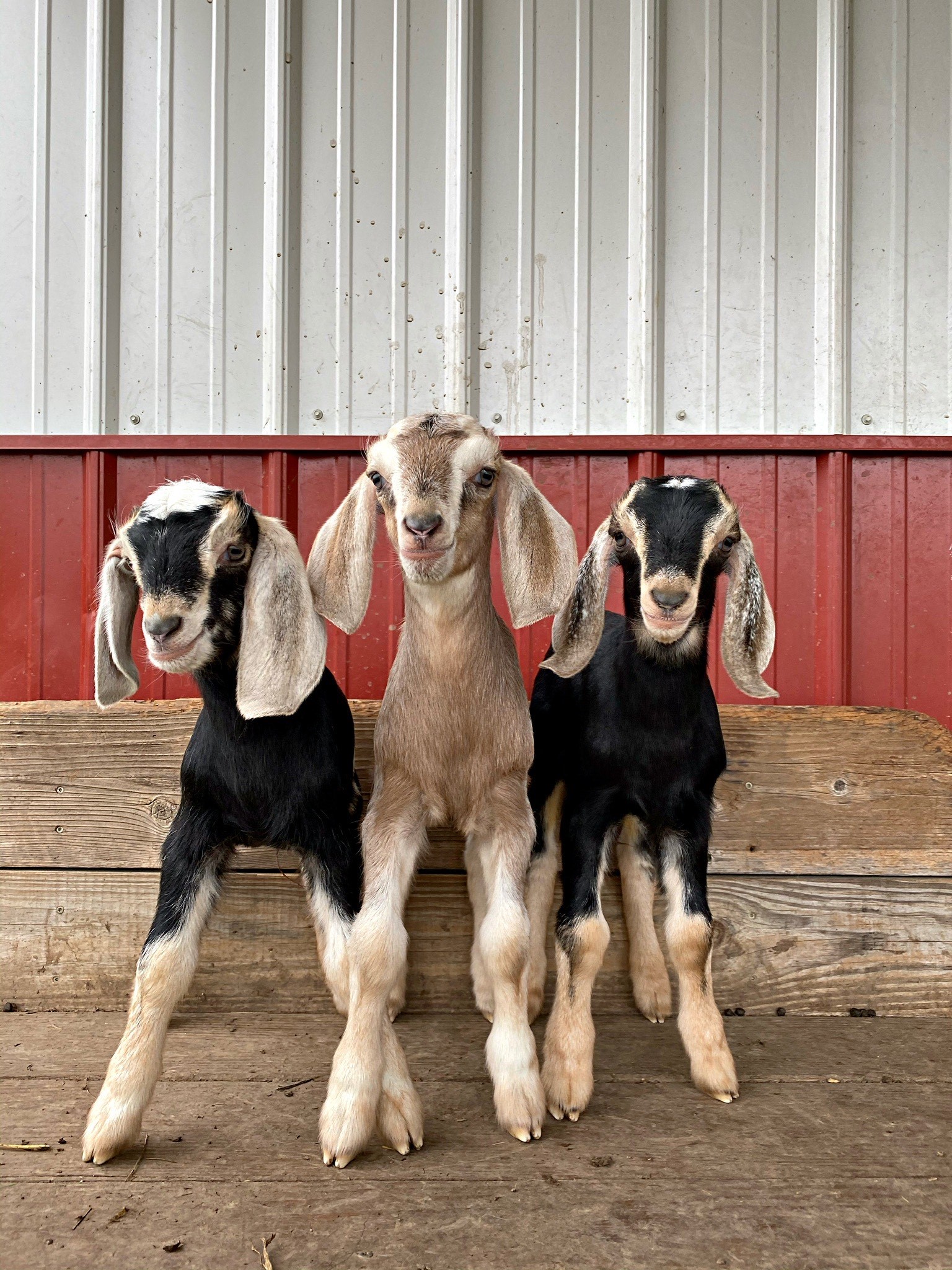 Title Introduction to raising goats | Manna Pro