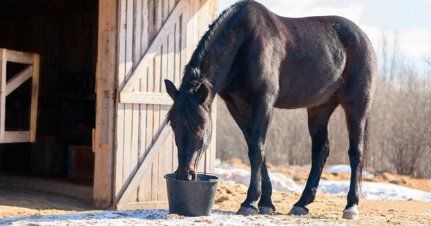 accubites replenish electrolytes for horses