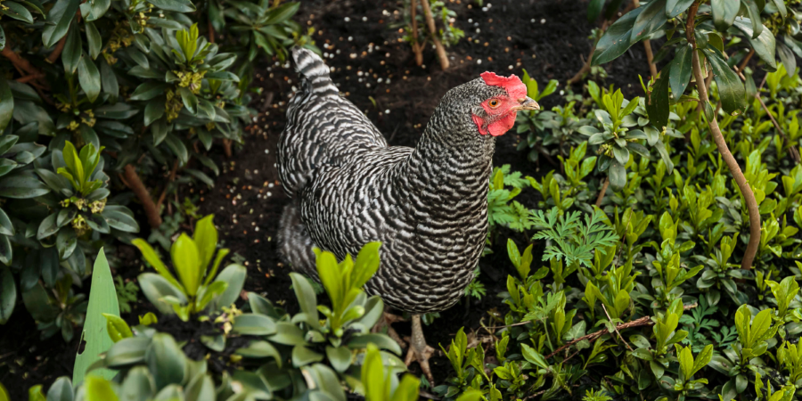 backyard chickens for eggs