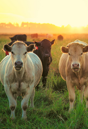 We&#039;re experts in our field so livestock can graze in yours.