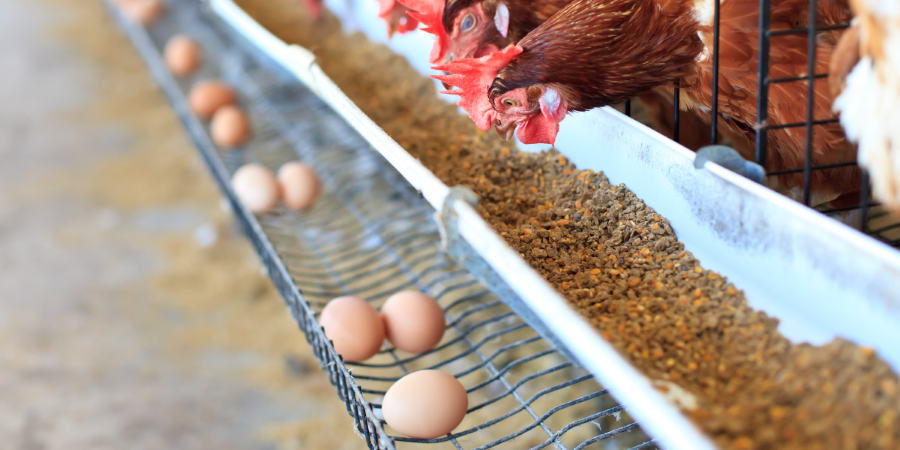 commercial chicken farming