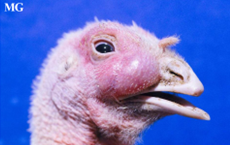 sinusitis in turkeys