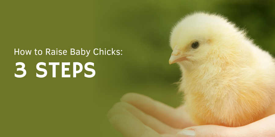 how to raise baby chicks in 3 steps