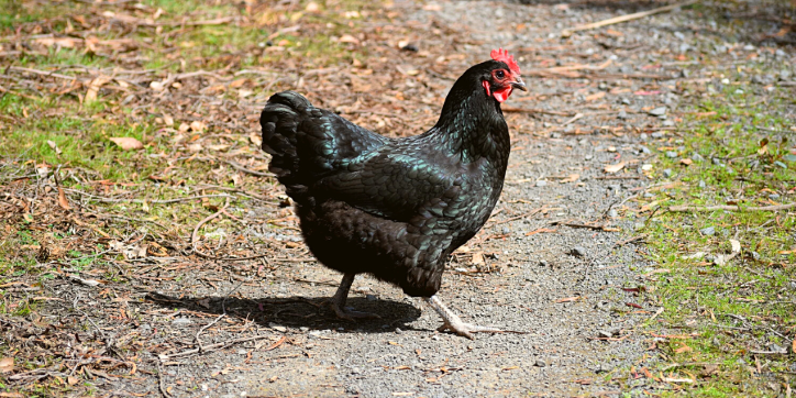 australorp egg laying chicken