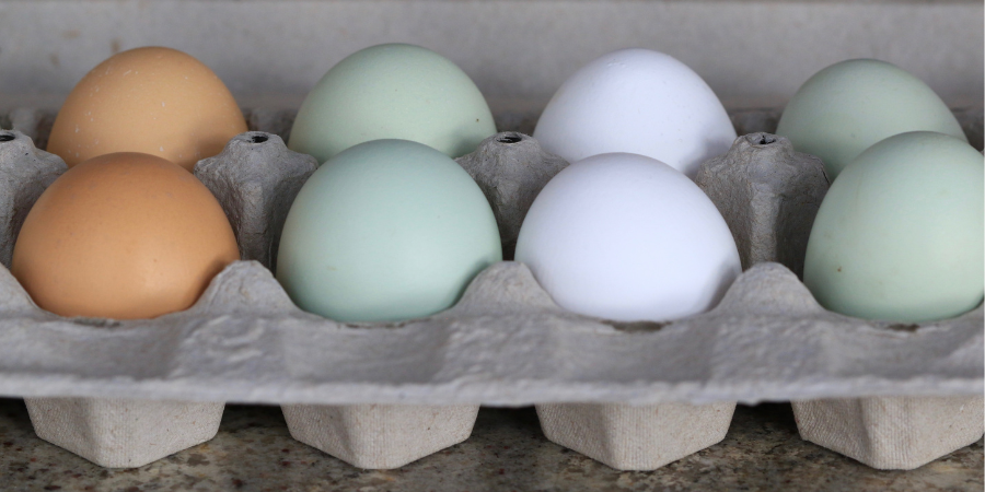 Chicken Breed Spotlight: “Easter Egger” Chickens