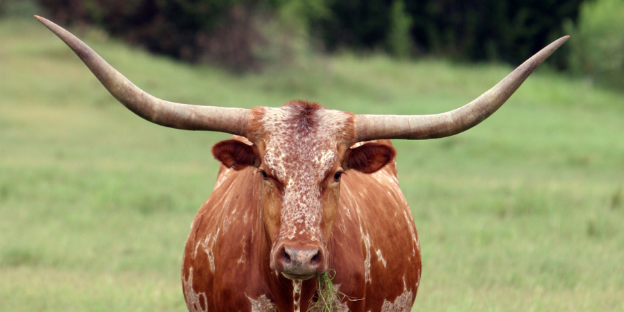 heritage breeds texas longhorn livestock conservancy