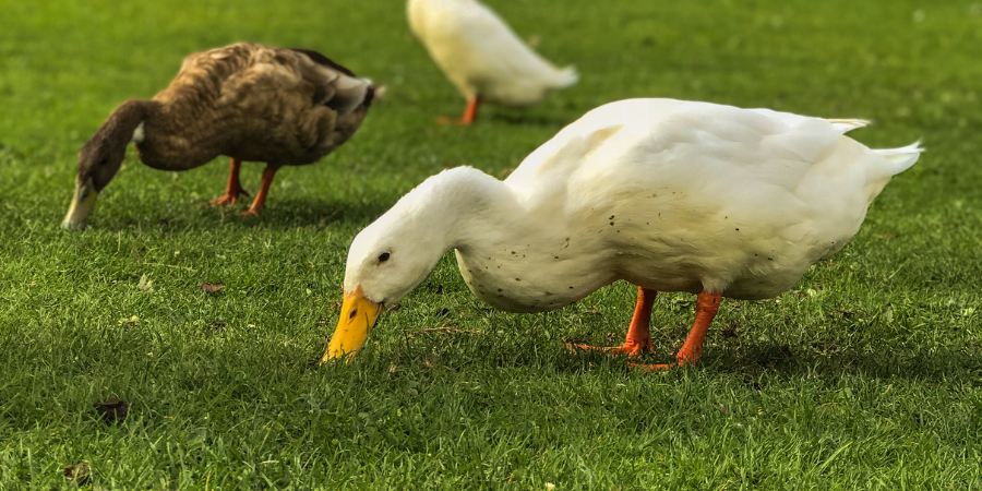 Ultimate Guide to Raising Pet Ducks | Flock Party | Manna Pro