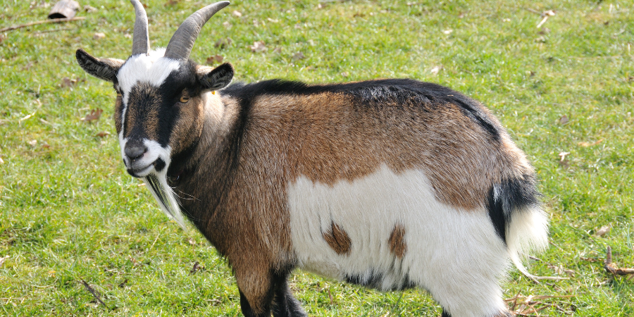 What Is The Smallest Breed Of Goat