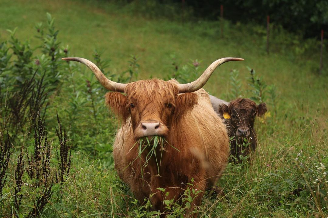 highland cow eating grass