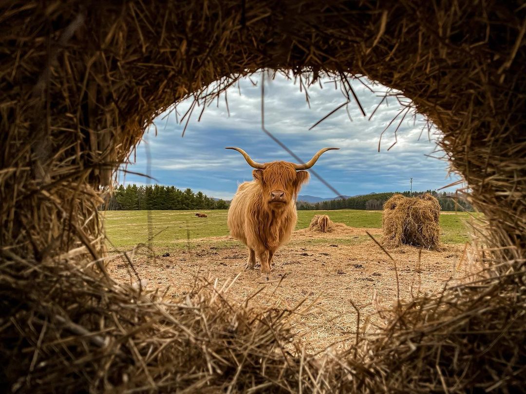 beautiful highland cow