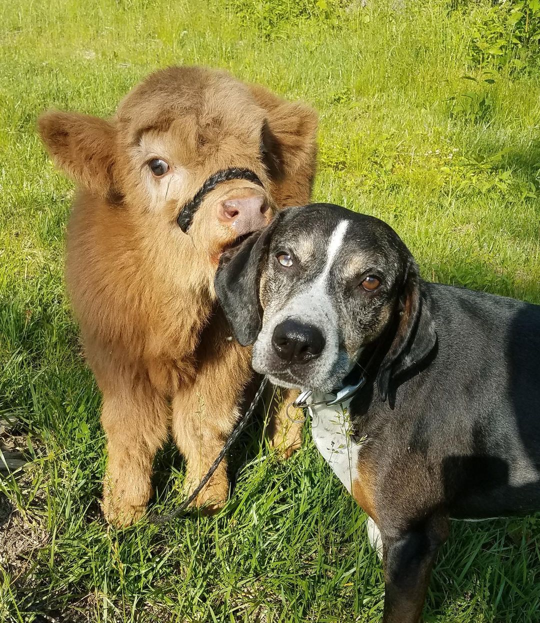 baby highland cow with dog