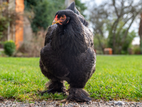 A Comprehensive Guide to Giant Brahma Chickens