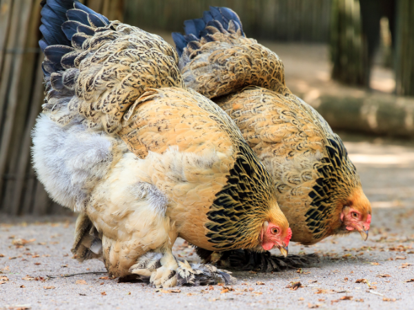 Brahma Chickens for sale - Bird Classifieds Australia