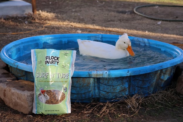 The Secrets of Duck Eggs - Backyard Poultry