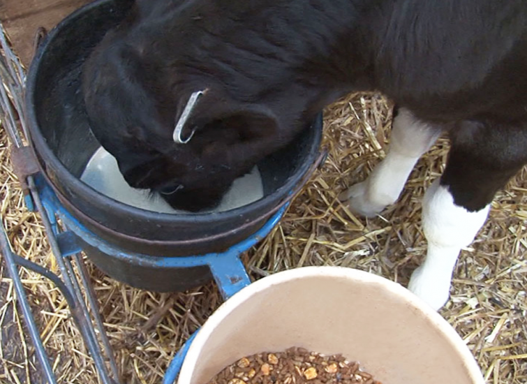 calf milk replacer