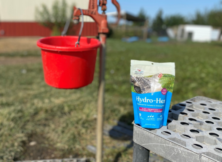 hydrohen summer hydration for chickens