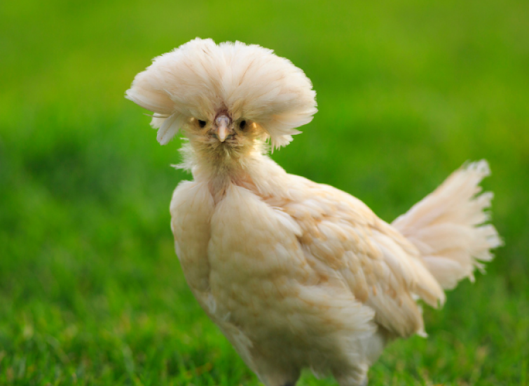 heritage breeds poultry livestock conservancy