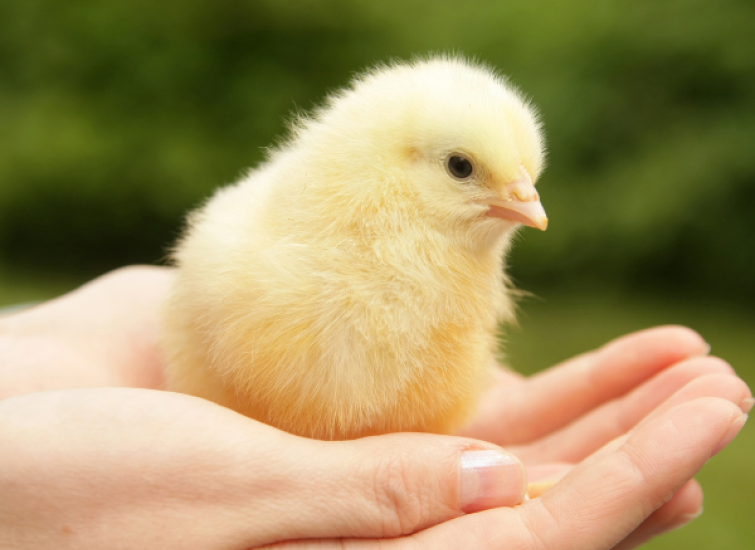 how to raise baby chicks