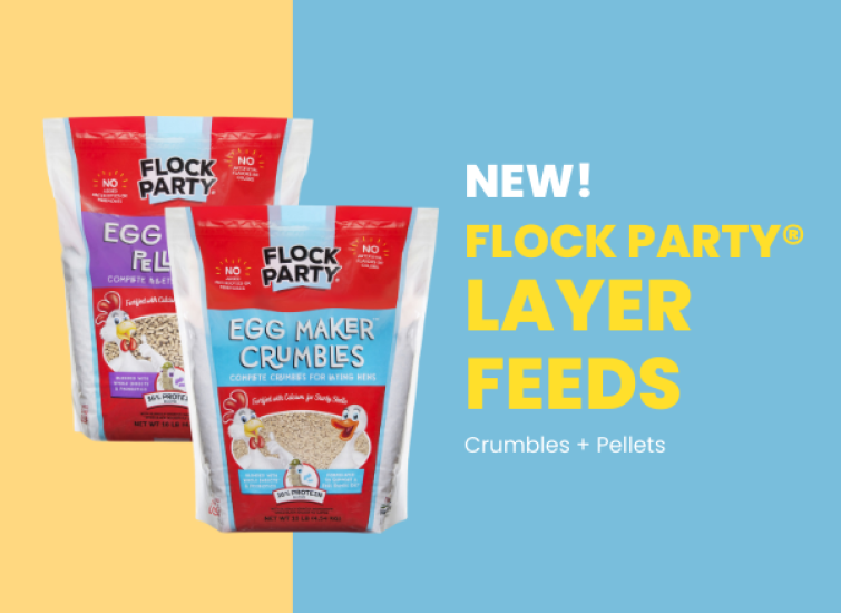 How to Pick Poultry Layer Feed flock party
