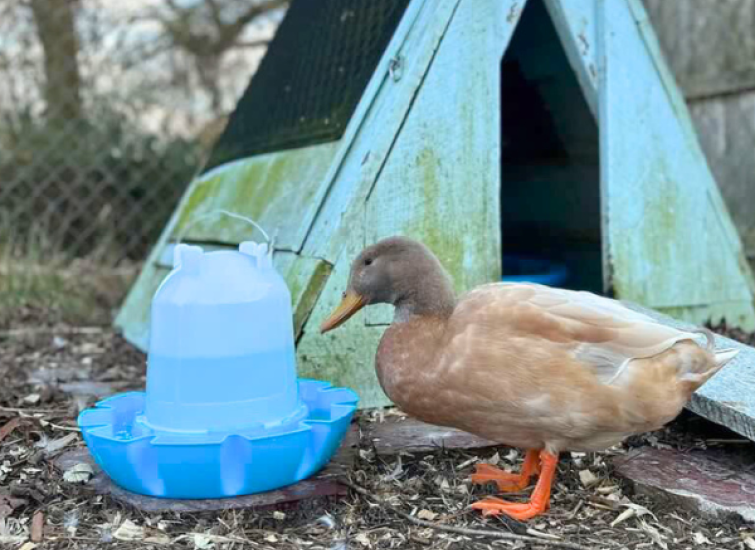 pet duck using flock party duck drinker
