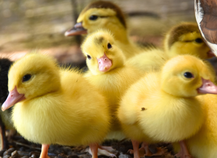 ducklings baby ducklings