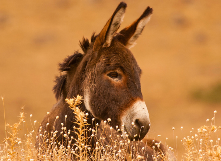 donkey in field of hay