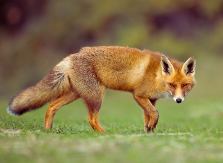 sneaky fox predator