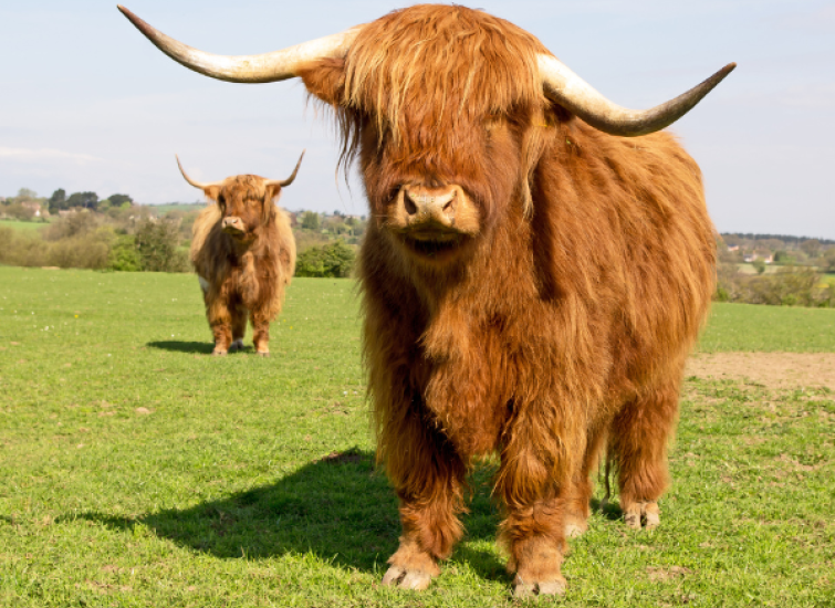 highland cows guide