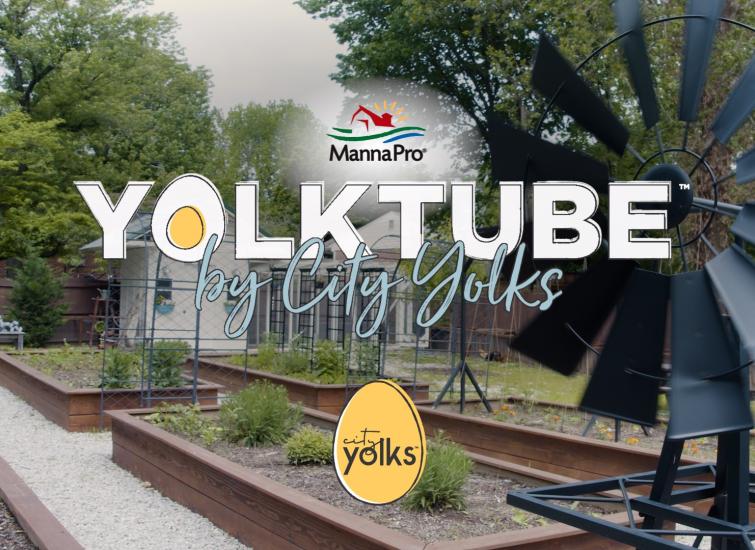 yolktube by city yolks chicken disease prevention