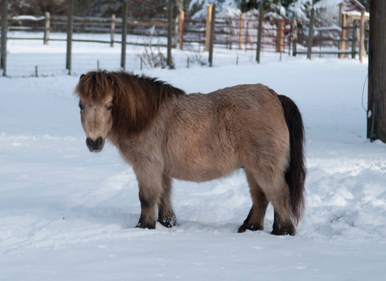 beautiful miniature horse in snow