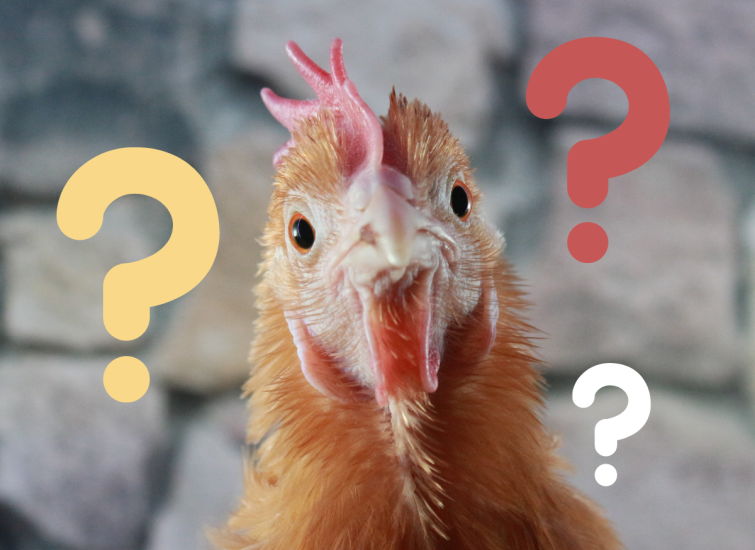 what can chickens eat?